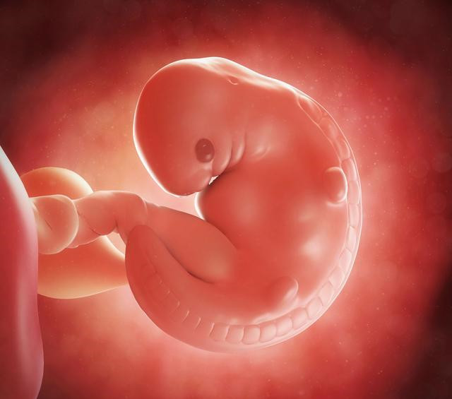 胎儿几个月四肢长全这个阶段胎儿容易畸形,孕妈要注意