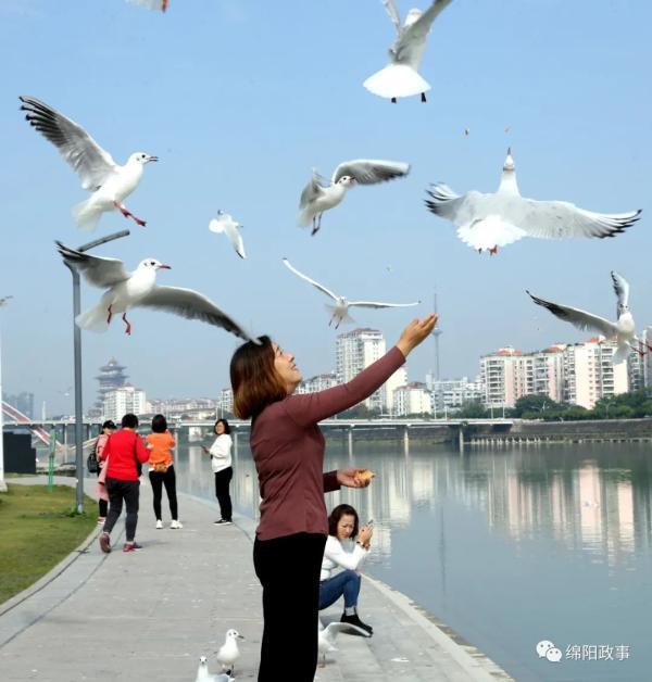 红嘴鸥:嗨,绵阳!我又来啦!