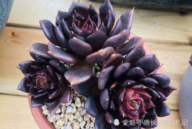 为什么养了两年的多肉黑王子老桩突然就黑腐了这个季节当然是养护不当
