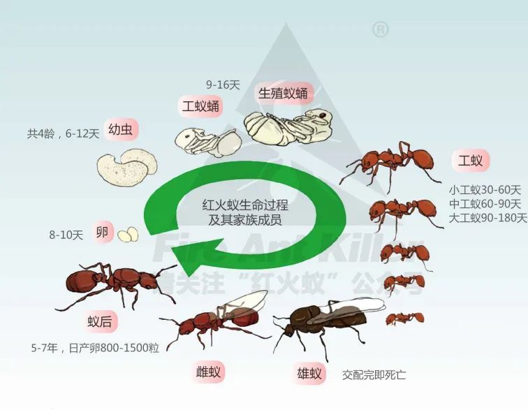 科普课堂三红火蚁的生活史