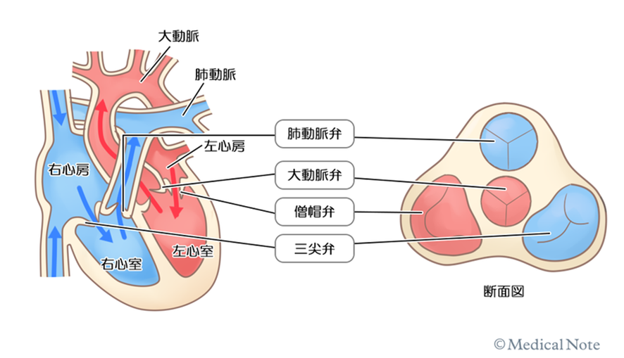 jmt独家心脏瓣膜疾病的深度解析报告