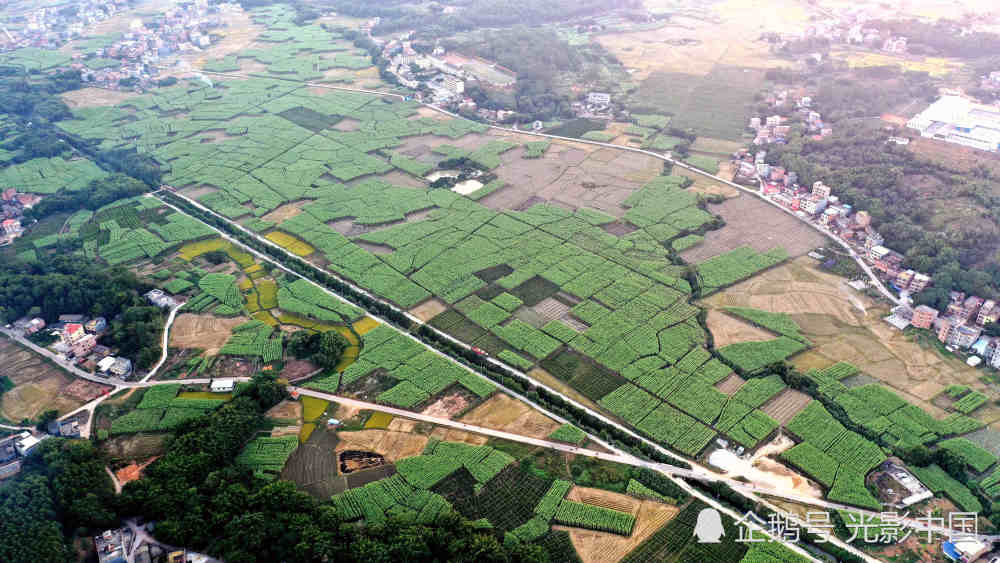 11月10日,空中俯瞰广西贵港市港南区木格镇一望无际的白玉蔗林.