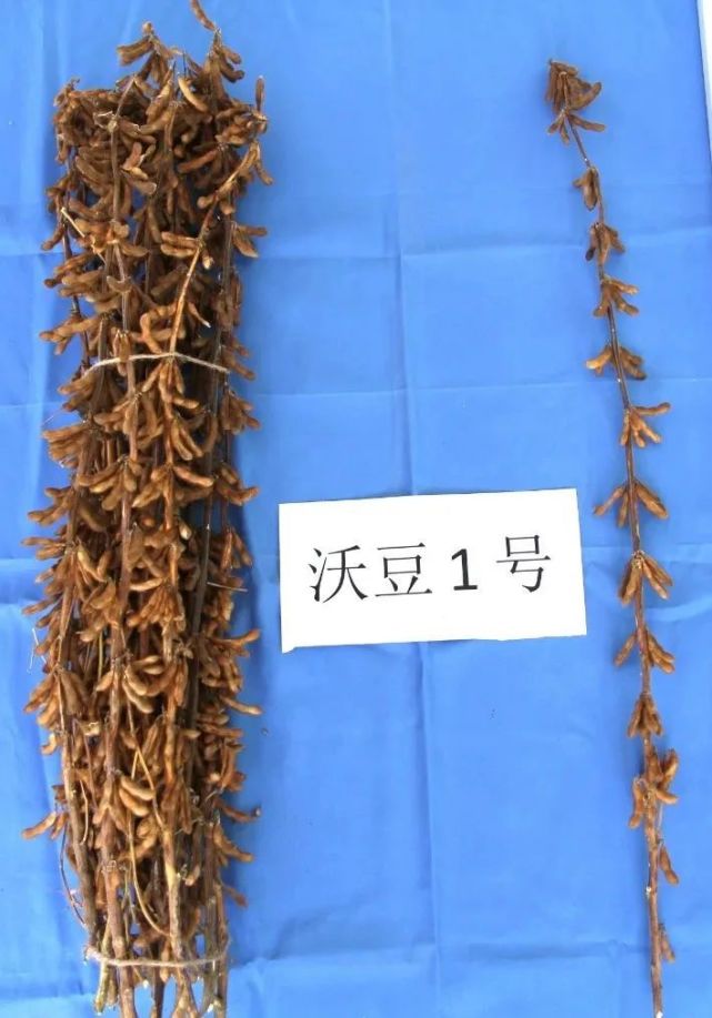 "沃豆"——中国大豆振兴的"火车头"