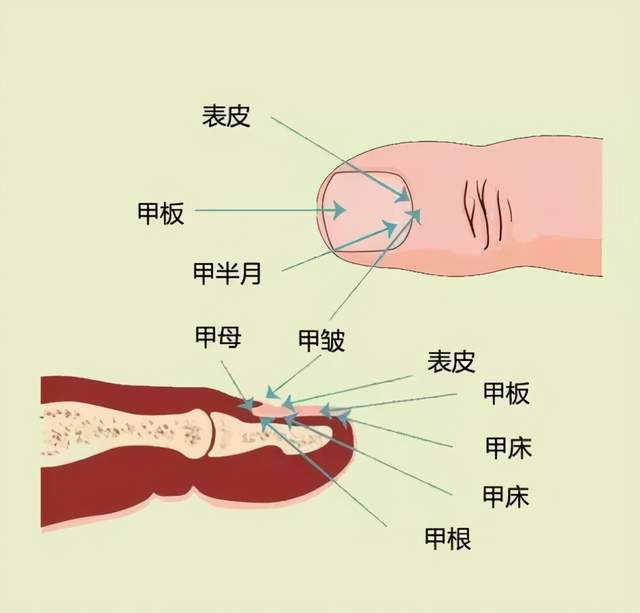 为了更好的说明和反映问题,先认识下指甲的结构! 1.白色月牙