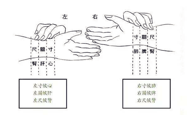 滑脉|中医|把脉|脉象