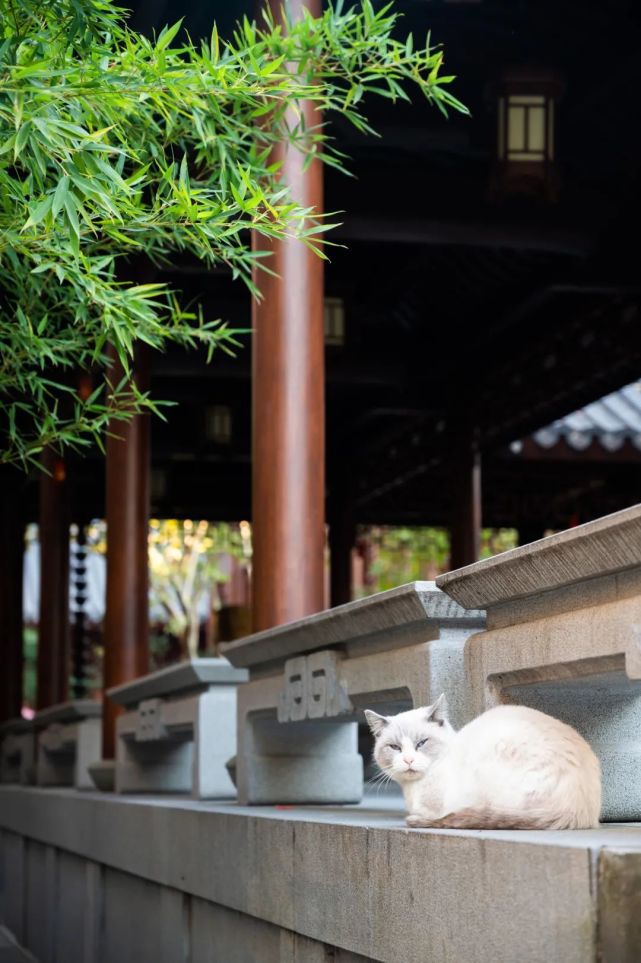 数树深红出浅黄|从诗词中走出来的玉佛禅寺|玉佛禅寺|立冬|二十四节气