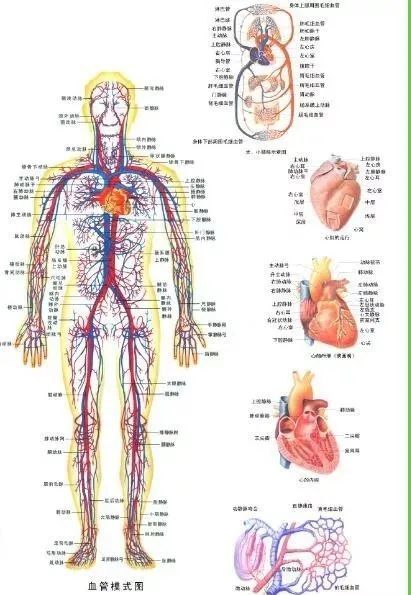 人体八大系统发病顺序