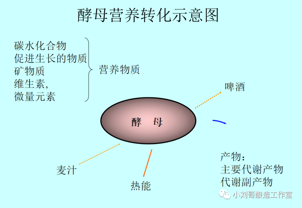 啤酒发酵的那些事-啤酒酵母