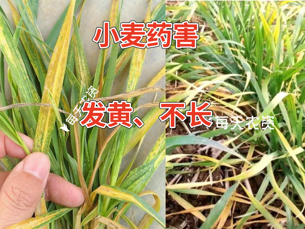 冬前小麦除草,除草剂优缺点大比拼!