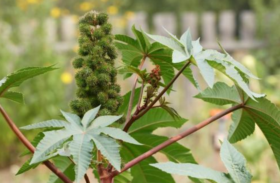 蓖麻的毒性有多强?为何一种植物会被称之为"生化武器"?
