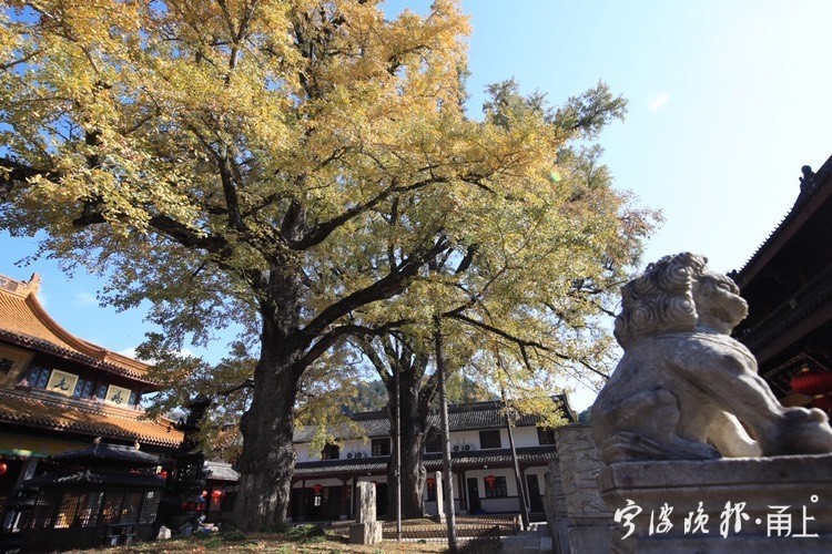 雪窦寺里,两棵千年银杏树也逐渐迎来一年里最美的时节,吸引了众多游客