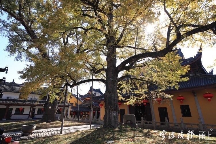 雪窦寺里,两棵千年银杏树也逐渐迎来一年里最美的时节,吸引了众多游客