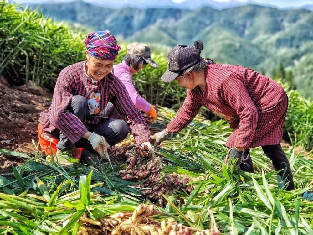 县湘江源瑶族乡桐村的高山黄姜喜获丰收,姜农们正喜笑颜开地采收生姜