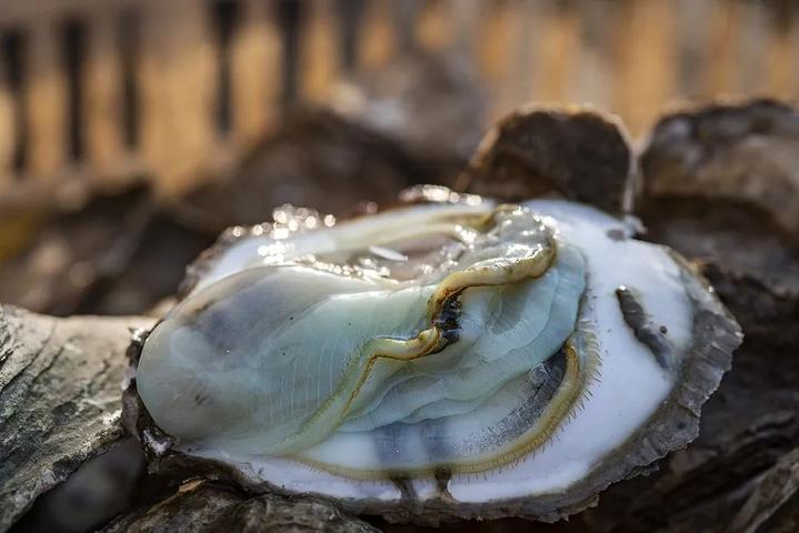 牡蛎,俗称蚝,是"下八珍"海味佳肴之一.