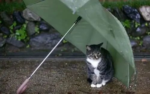 公益|入冬后的下雨天,铲屎官看到流浪猫躲雨的样子,像极了韩剧里的