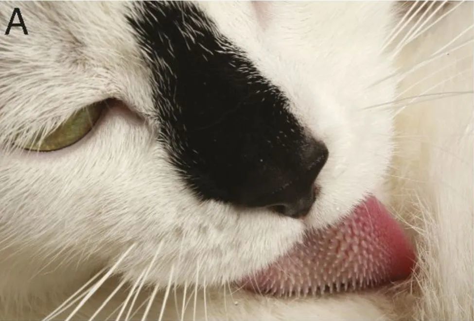 猫舌头上的倒刺是如何发挥作用的