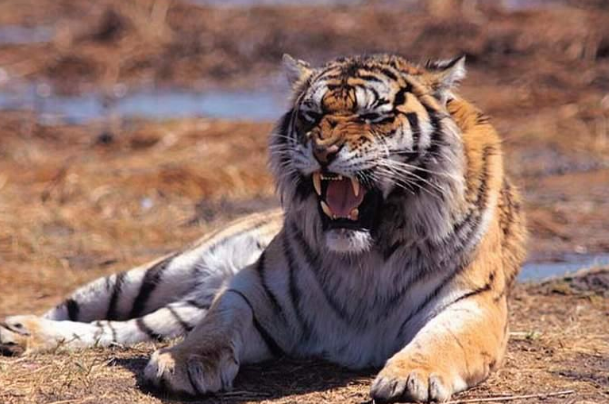 灵签占卜:假如有4只老虎,哪只最凶猛?测你的情绪很容易受影响吗?