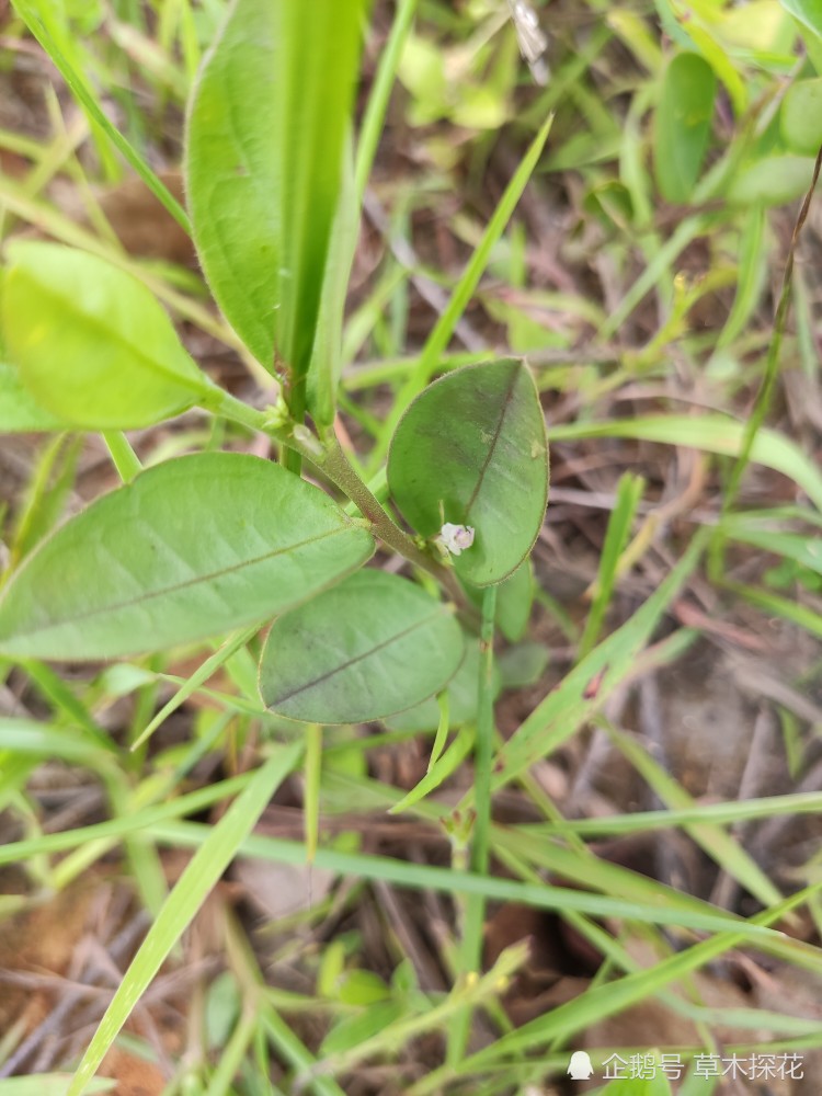 之前我介绍过一种暂时无法培育种植的名贵草药:独脚金,而今天我就