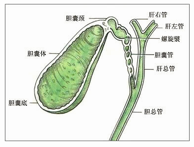 有胆囊结石的人会口臭吗?有了口臭是不是就有了胆囊结石了呢?