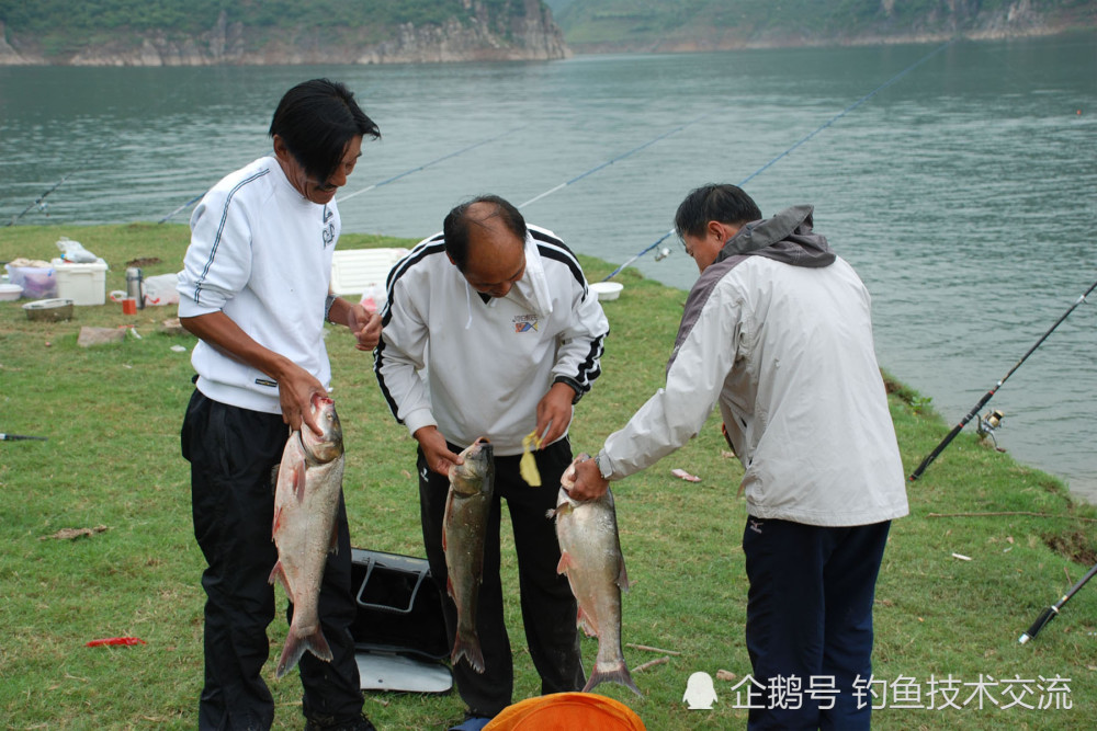 钓鲢鳙如何抓口?钓鲢鳙用什么味型的饵料?