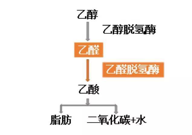 酒精代谢过程 腾讯网