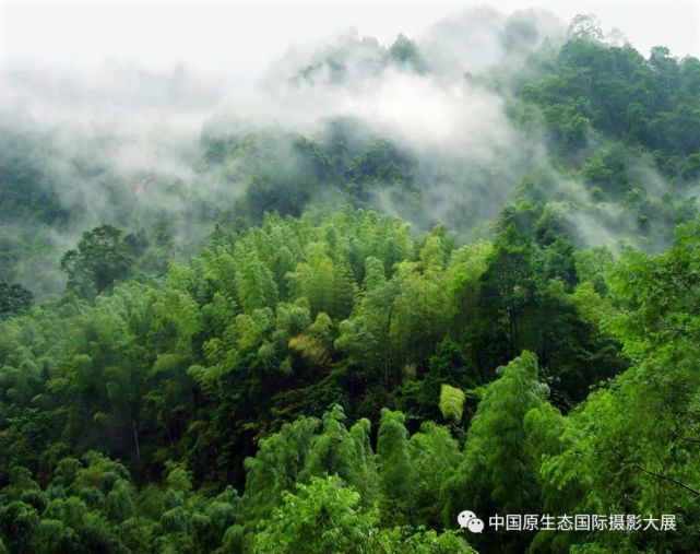 贵州这个地方竹海,一不小心就误入"十面埋伏"