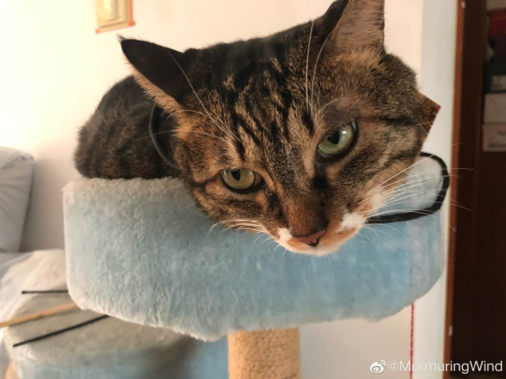 "猫也会患抑郁症?