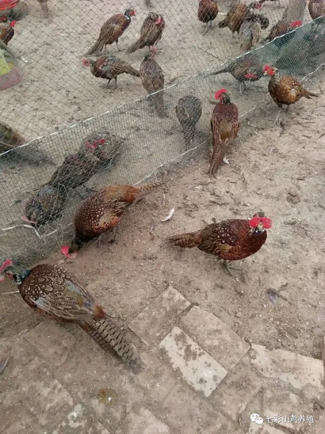 养殖七彩山鸡需要做好哪些准备工作?