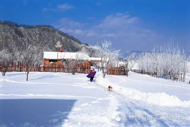 下雪了,一定要来吉林的雪乡!