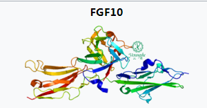 寡肽5和kgf2是什么与fgf10有什么联系