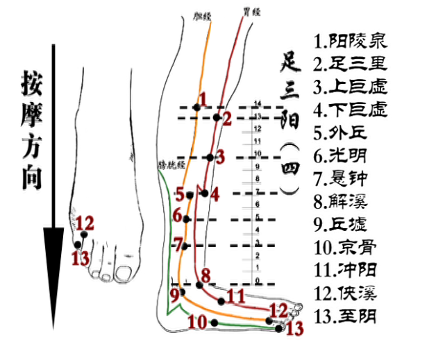 足三阳经,足三阴经这六条重要经络也从小腿经过,是人体的交通要道