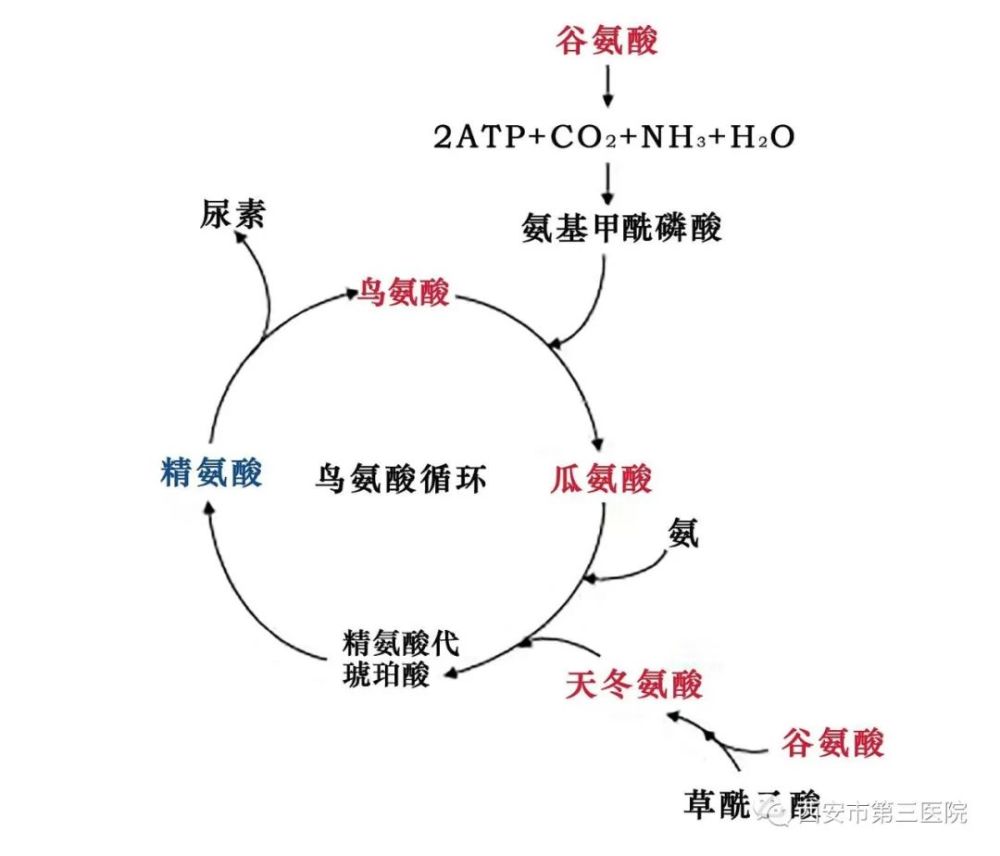 正常情况下,人体内的氨基酸处于一个平衡状态,氨基酸失衡是众多疾病的