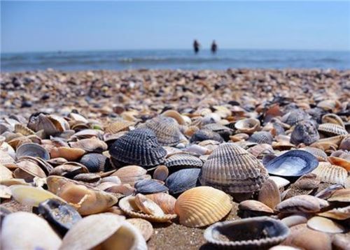 古代贝壳是通用货币那为什么穷人不去海边捡贝壳致富原因其实很简单