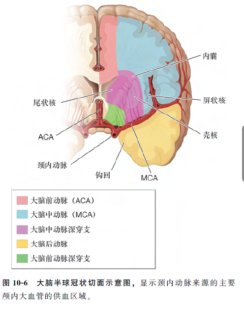 苍白球,内囊后肢,邻近的放射冠和尾状核大部分(图10-6)