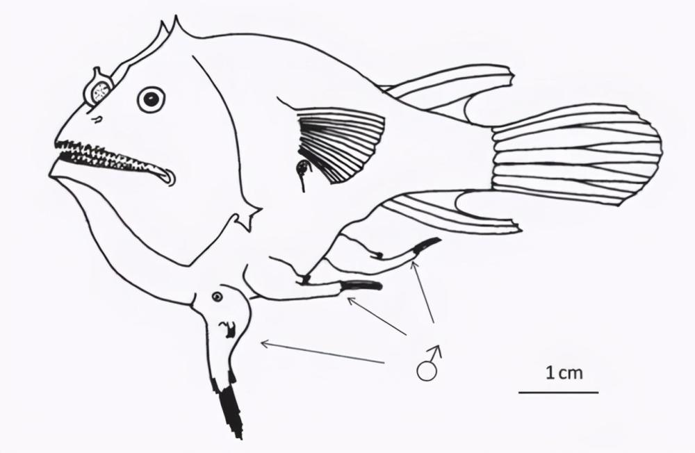 琵琶鱼的交配方式有多可怕?雄性不仅活不成,还变成雌性的性器官
