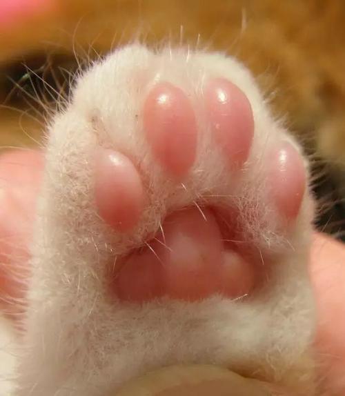 猫咪的肉垫那么好揉你知道吗猫咪的肉垫也是需要呵护的