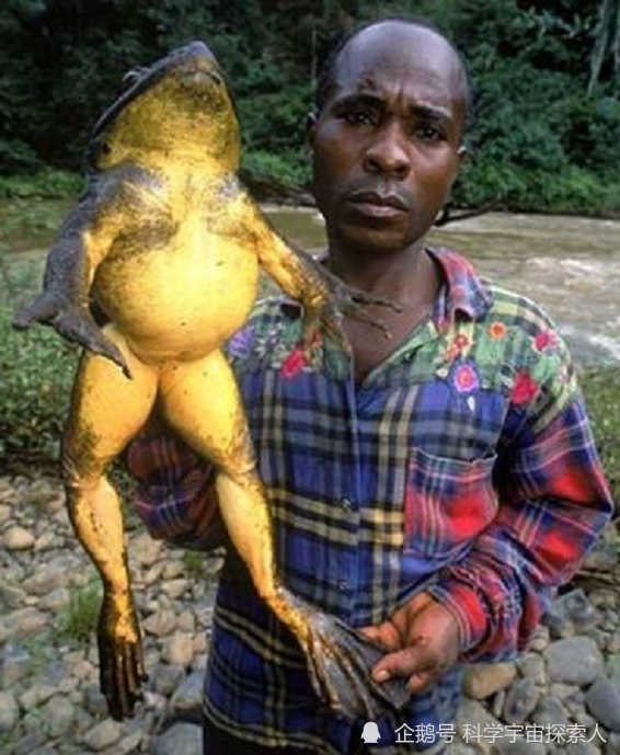在人们的普遍认知中,世界上体型最大的蛙是非洲牛蛙,它们捕食的标准