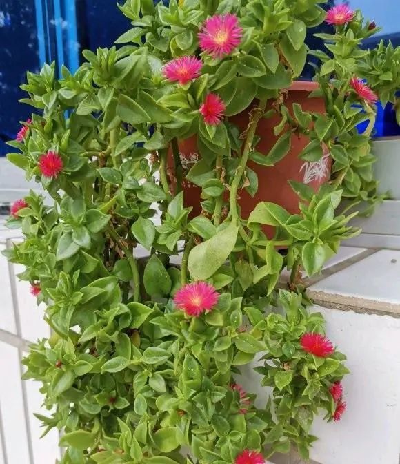 牡丹吊兰,是花也是"蔬菜",凉拌木耳很鲜,价格还不便宜