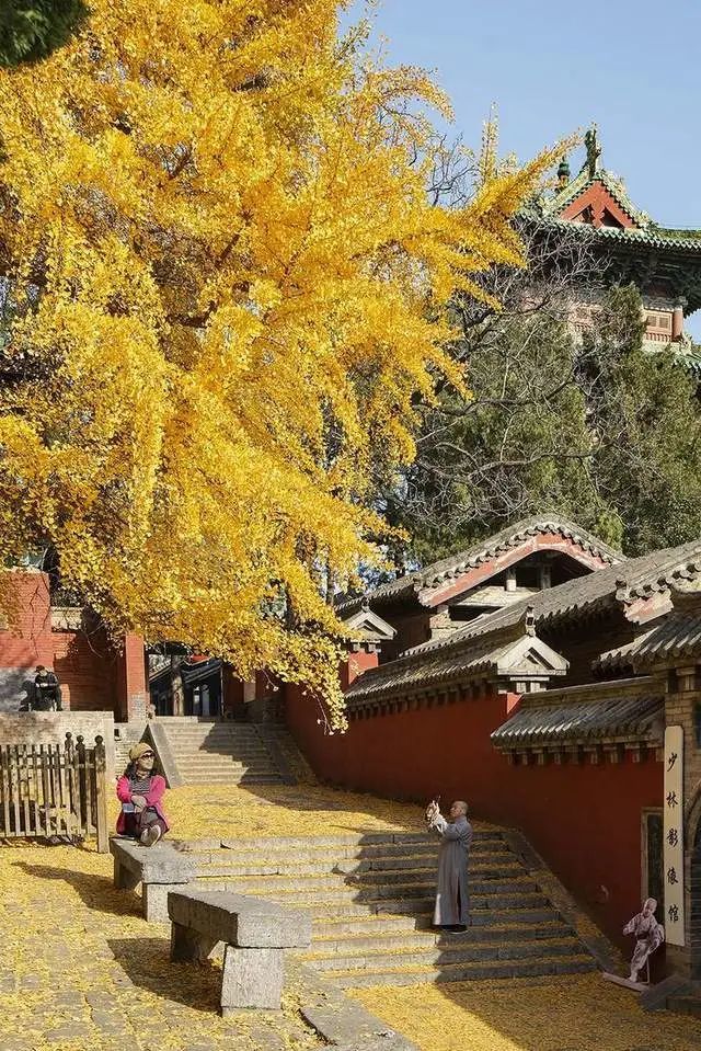 古刹金秋一一中岳嵩山古银杏