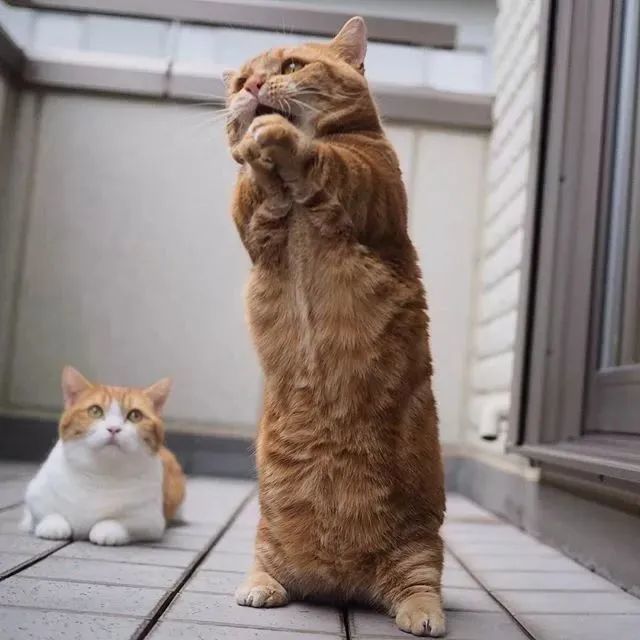 猫趣爱唱歌的小短腿猫咪兄妹举手投足之间萌态十足让人招架不住