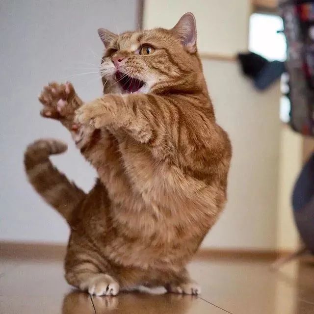 猫趣爱唱歌的小短腿猫咪兄妹举手投足之间萌态十足让人招架不住