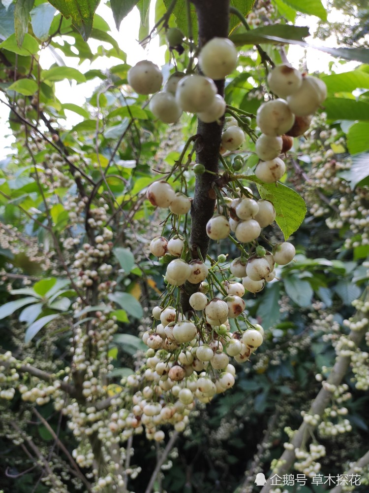 水东哥,别名又称白饭果,白饭木,米花树,水枇杷.