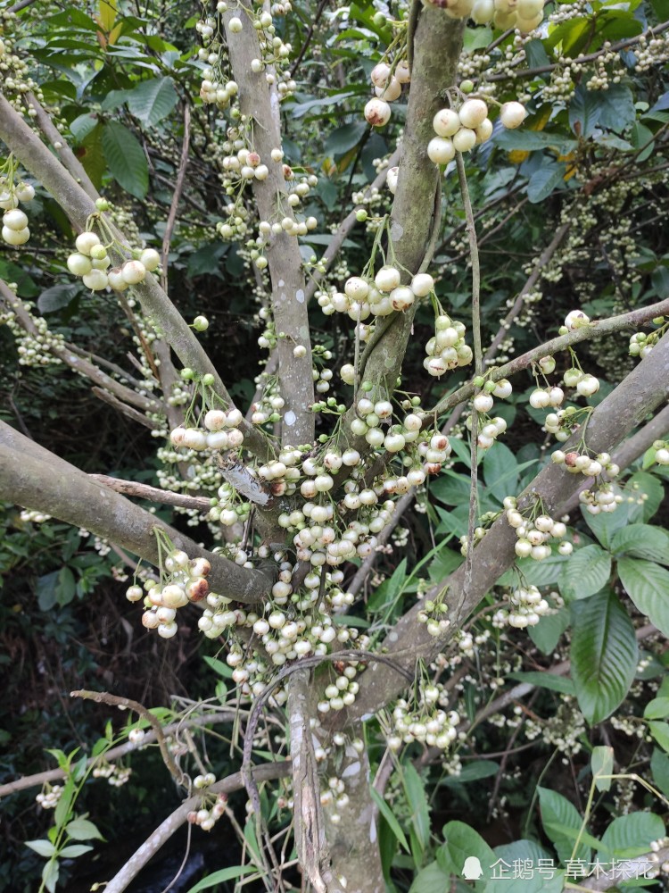 每日识百草:这种野果比蜂蜜白糖还甜,可惜少有人知道