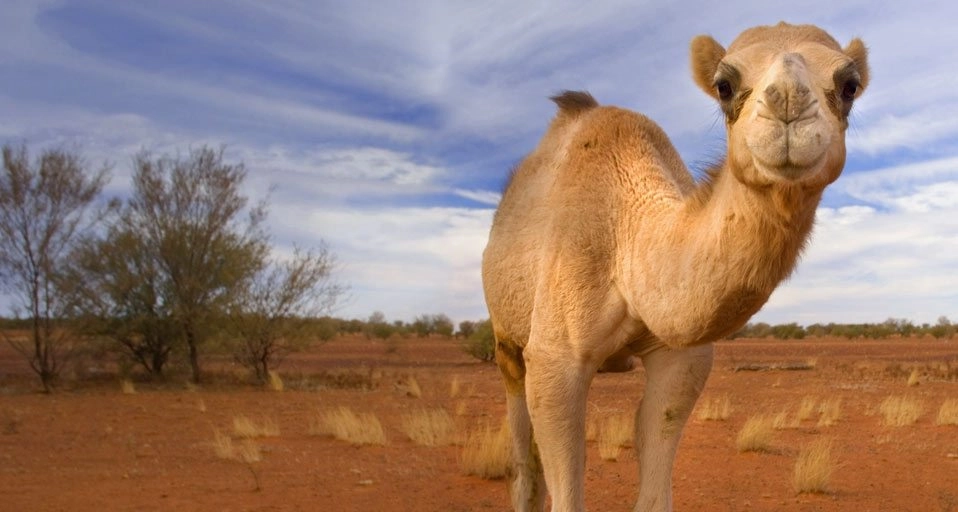 3 aresnal said: "let camel"s ass go." 阿森纳队说:"放