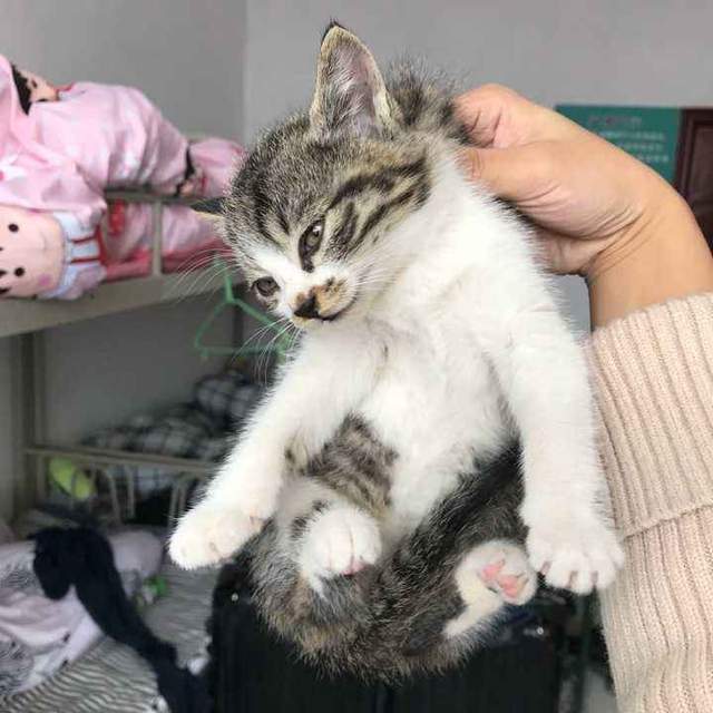 半夜嚎叫的猫到底是公猫还是母猫为什么叫得那么凄惨