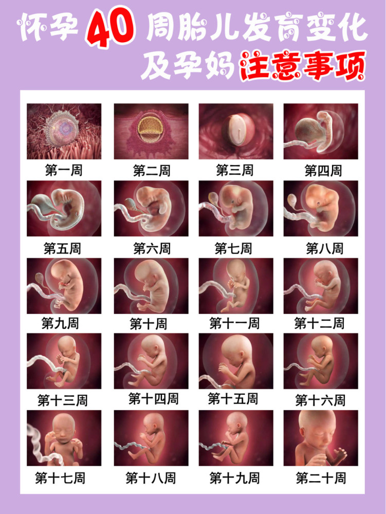 怀孕期间宝宝的成长变化以及注意事项满满的干货