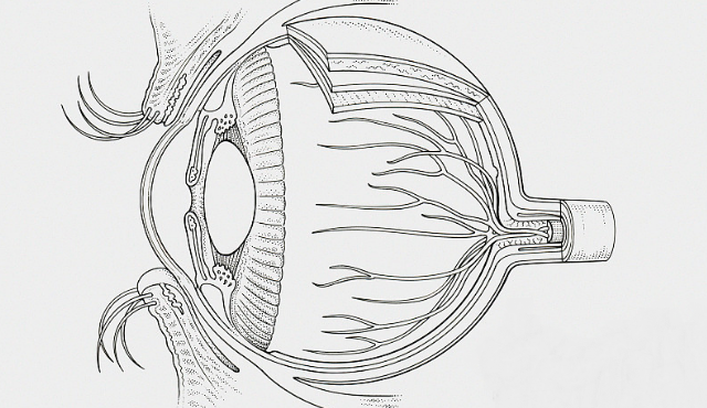 视神经萎缩 的病因都有什么,你知道吗?