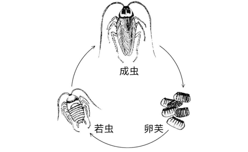 什么的蝉成语_蝉的幼虫图片(2)