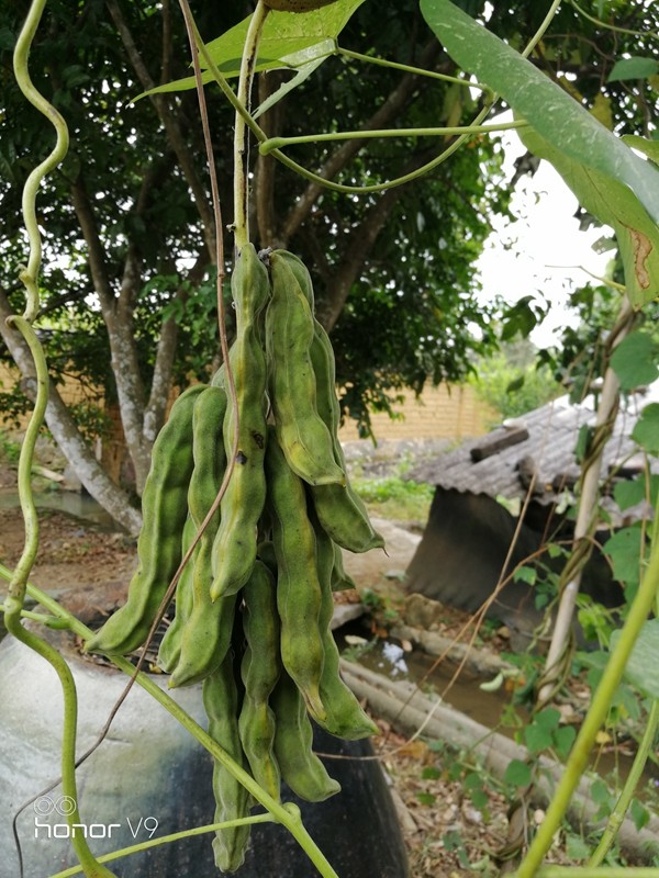 记录种植狗爪豆发芽开花结果全过程九