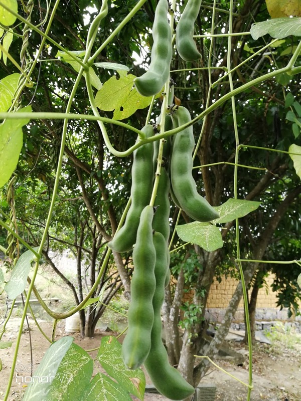 记录种植狗爪豆发芽开花结果全过程九